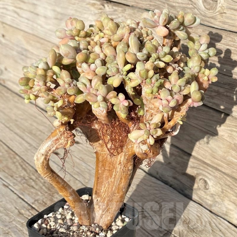 SH22903 Graptopetalum amethystinum f. cristata