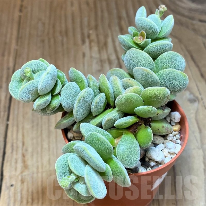 SH22941 Crassula sericea v. velutina