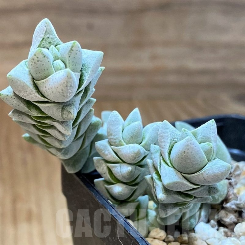 SH22942 Crassula deceptor