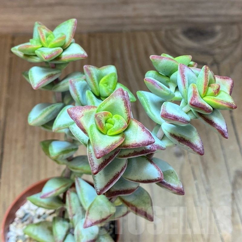 SH22943 Crassula rupestris ‘High Voltage’