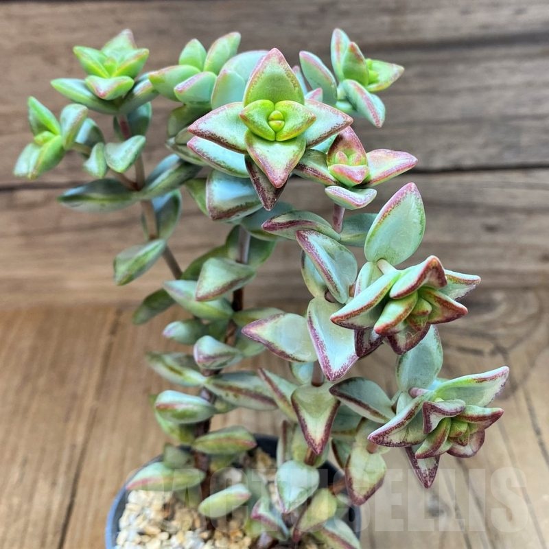 SH22944 Crassula rupestris ‘High Voltage’