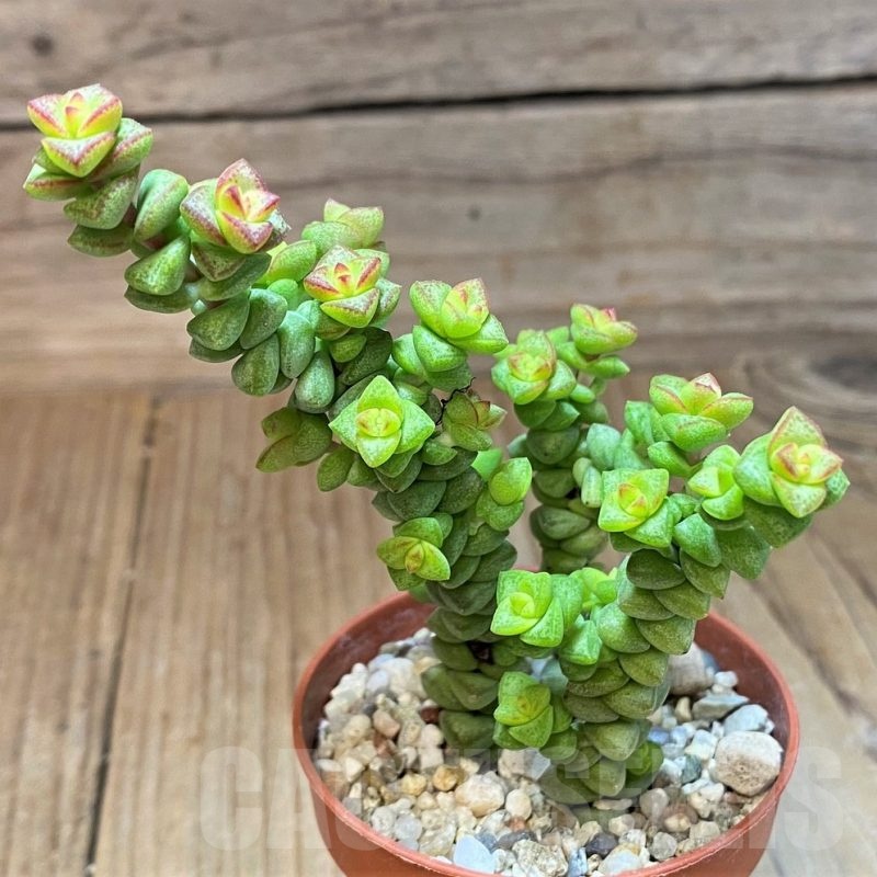 SH22945 Crassula 'Tom Thumb'