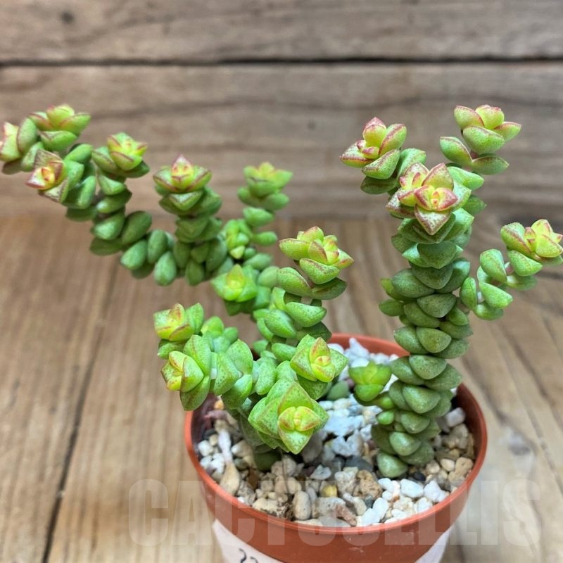 SH22946 Crassula 'Tom Thumb'