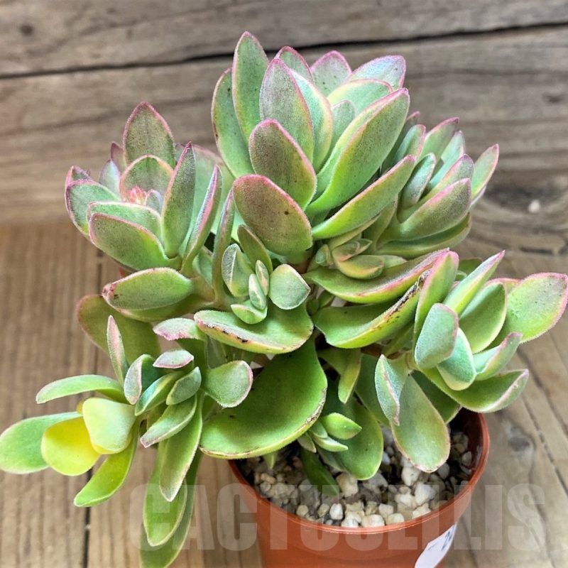 SH22947 Crassula 'Rusby' f. variegata