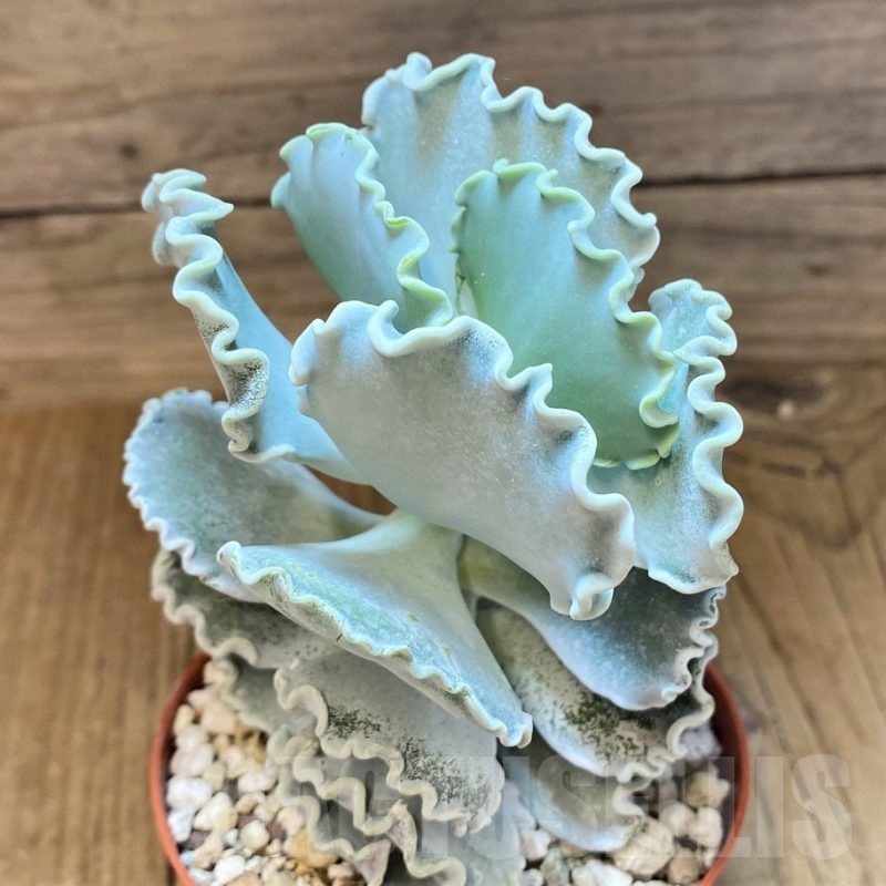 SH22948 Cotyledon orbiculata v. undulata