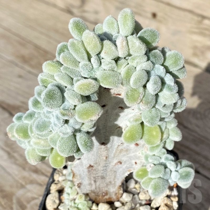 SH22904 Echeveria pulvinata ‘Frosty’ f. cristata