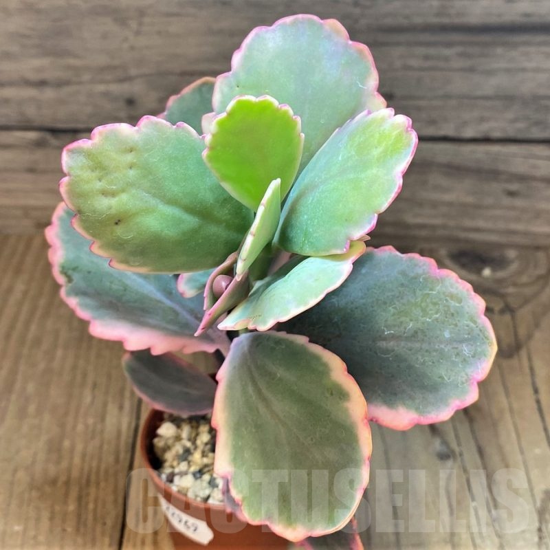 SH22949 Kalanchoe fedtschenkoi f. variegata