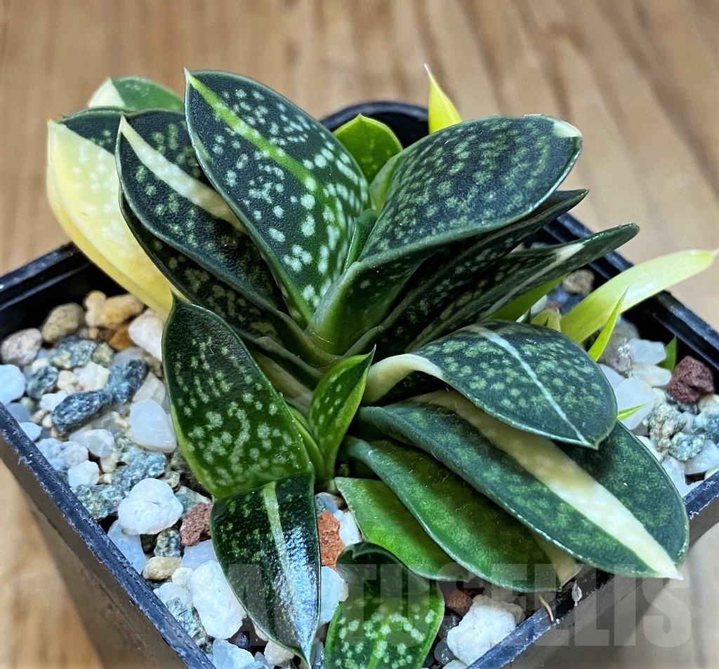 SH22952 Gasteria minima f. variegata - Image 2