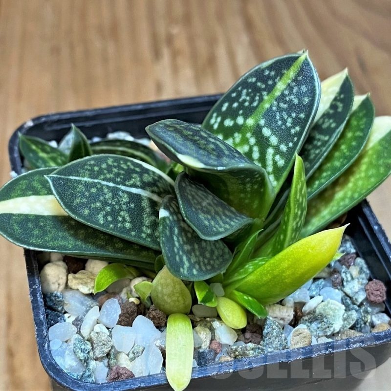 SH22952 Gasteria minima f. variegata