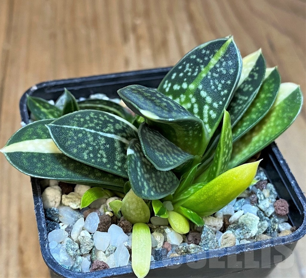SH22952 Gasteria minima f. variegata