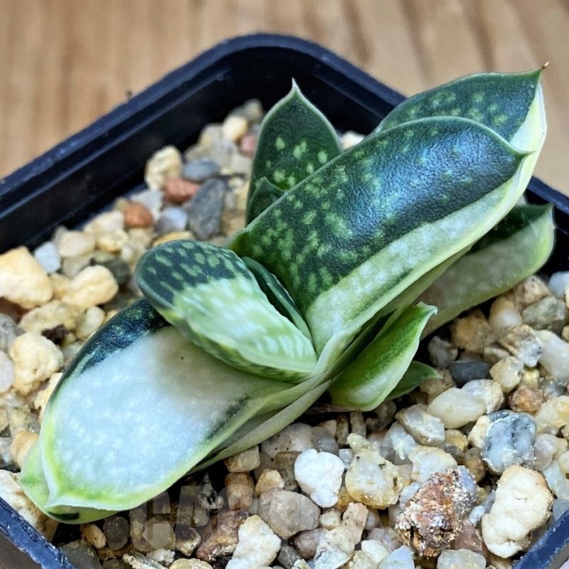 SH22953 Gasteria minima f. variegata