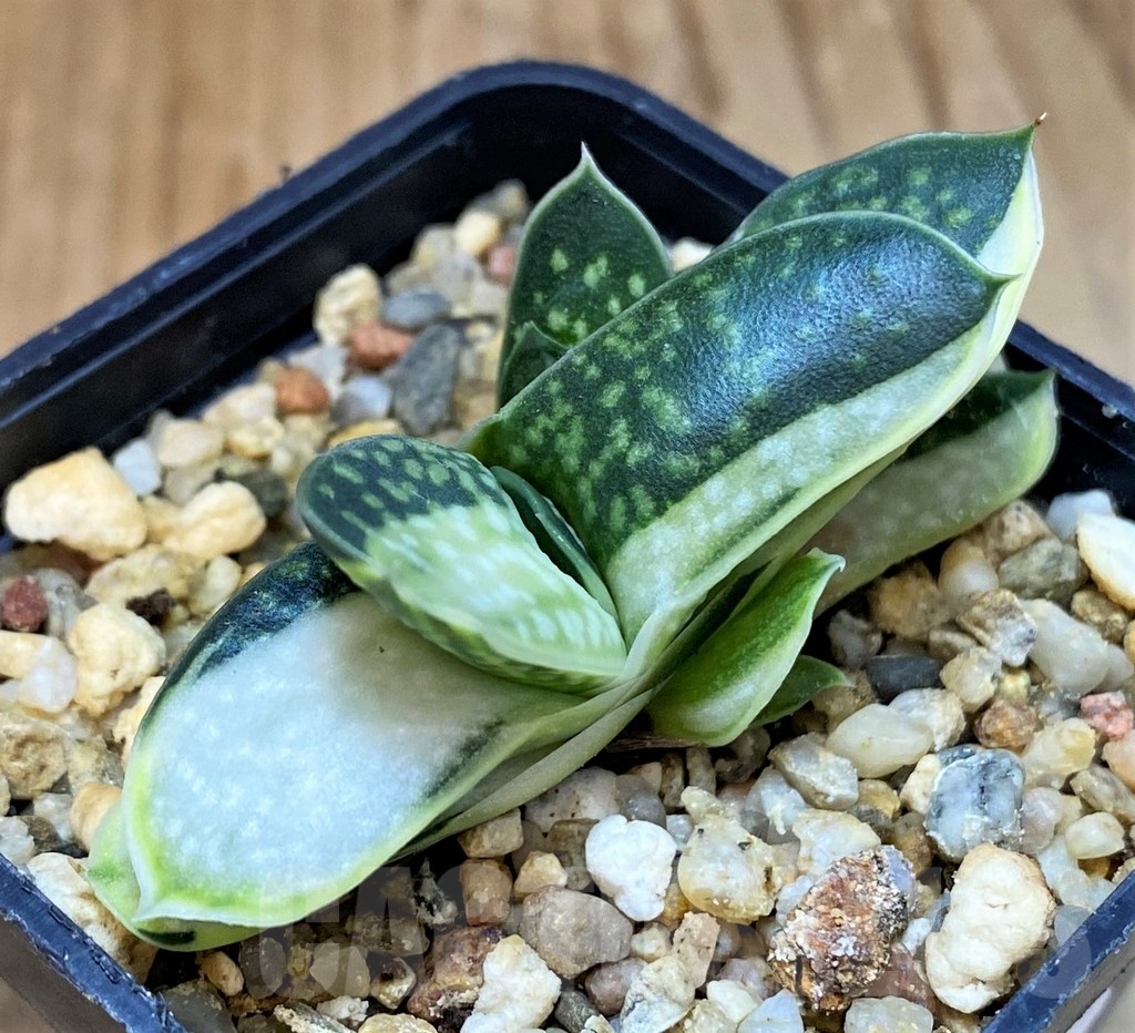 SH22953 Gasteria minima f. variegata