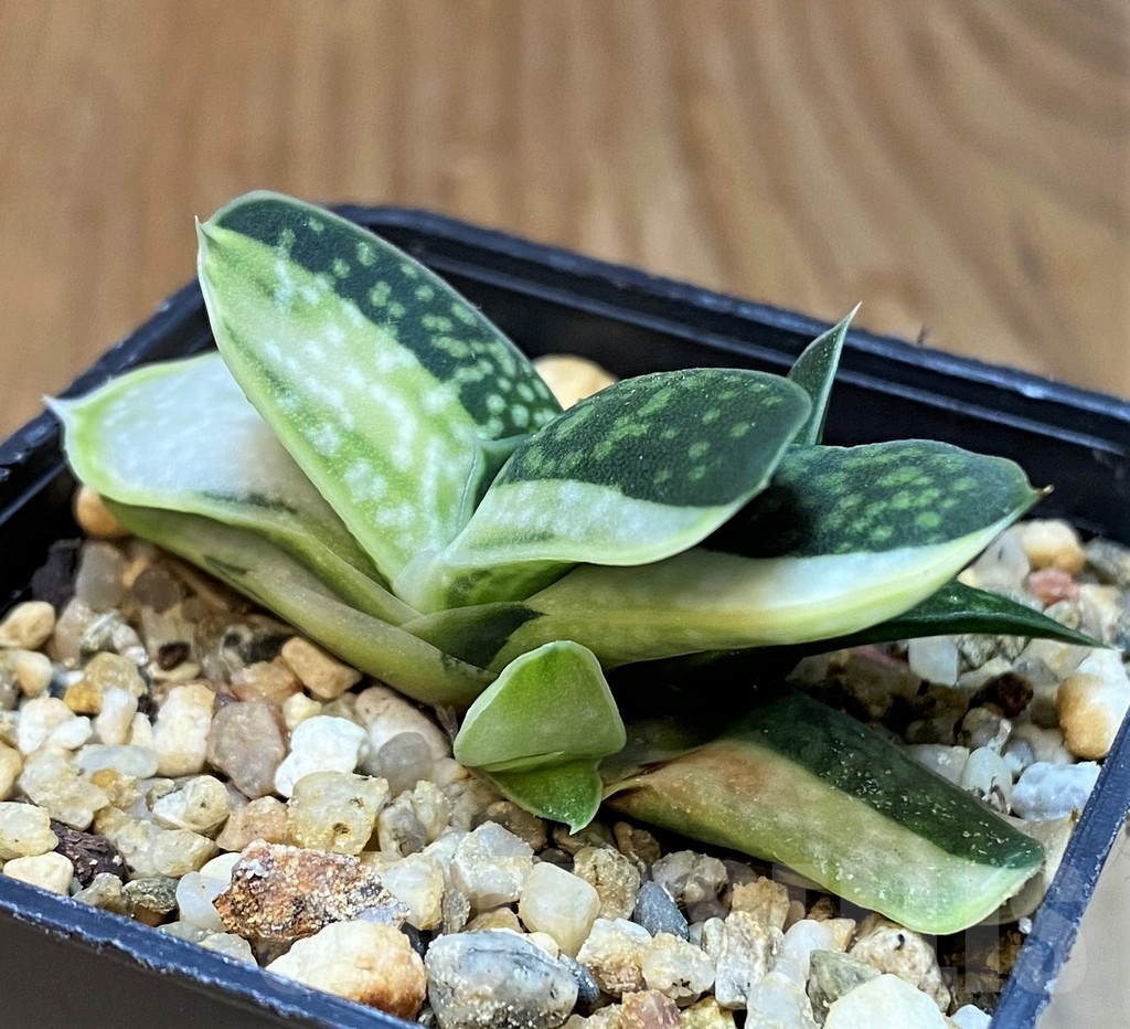 SH22953 Gasteria minima f. variegata - Image 2