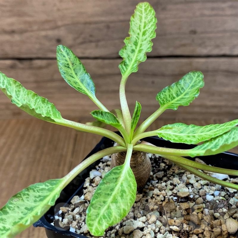 SH22956 Euphorbia spannringii 'Fish Bone'