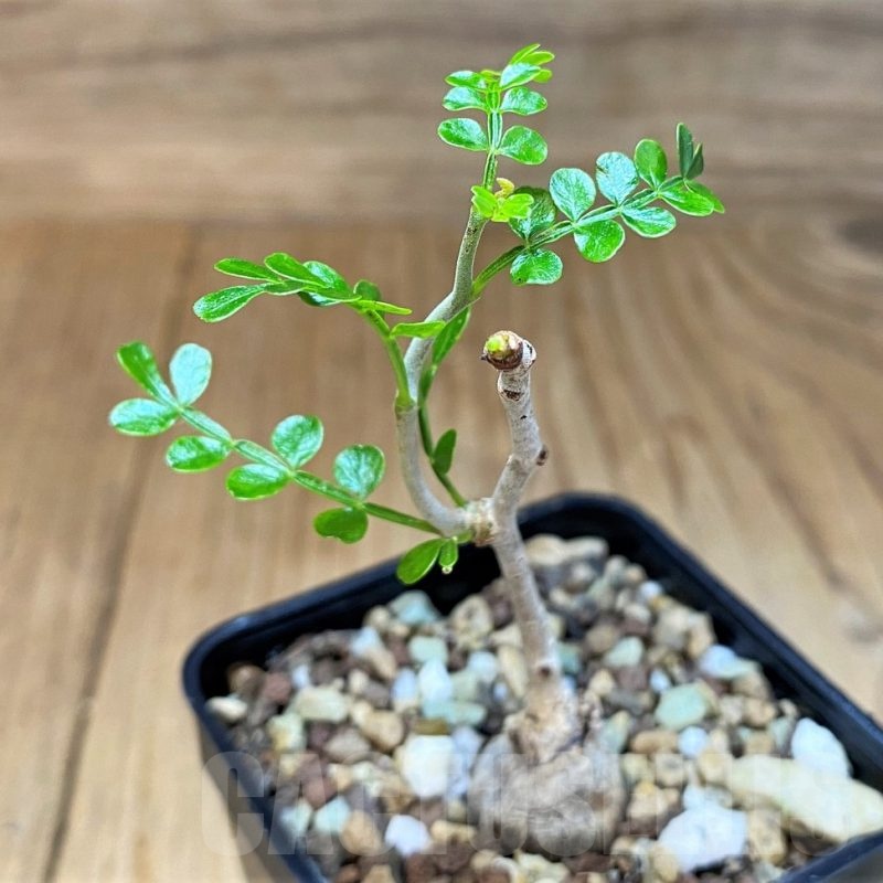 SH22958 Operculicarya pachypus