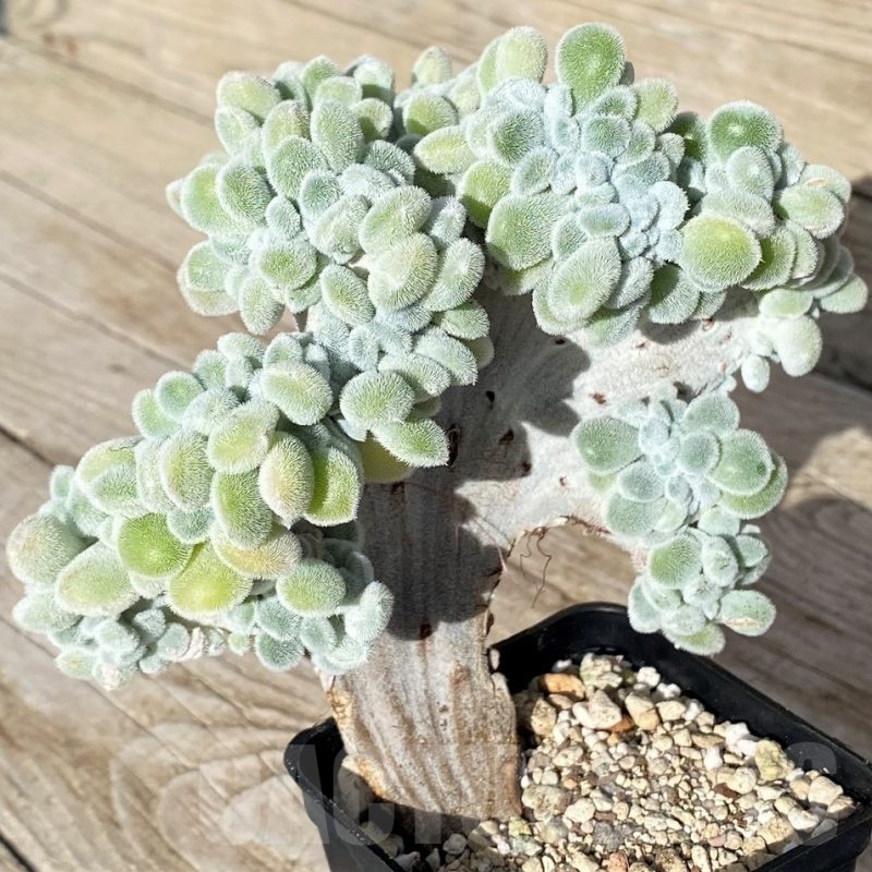 SH22905 Echeveria pulvinata ‘Frosty’ f. cristata