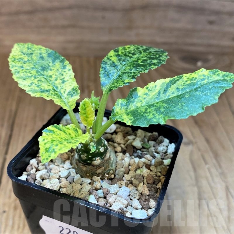 SH22960 Dorstenia hybrid f. variegata