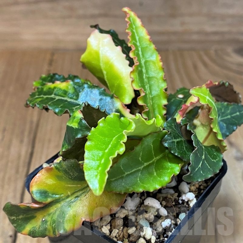 SH22961 Euphorbia francoisii f. variegata