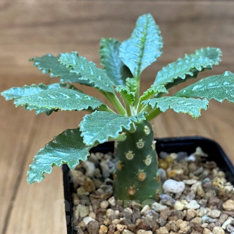 SH22962 Dorstenia lavrani