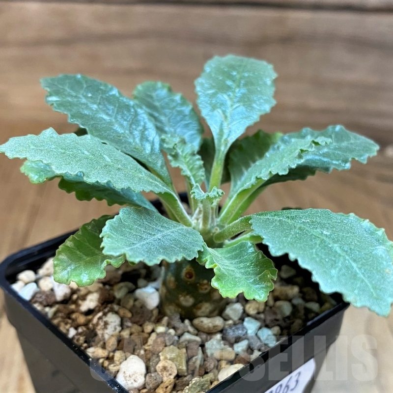 SH22963 Dorstenia lavrani