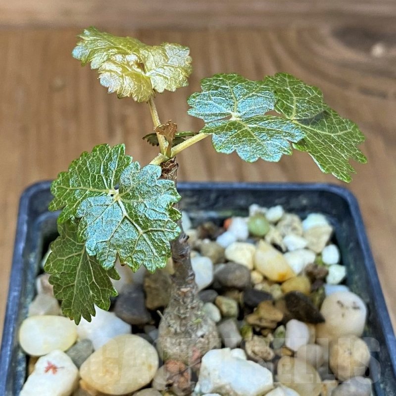 SH22965 Boswellia dioscoridis