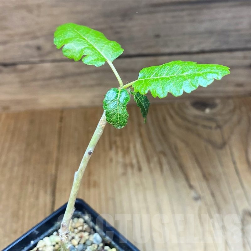 SH22966 Boswellia popoviana -Red flower-