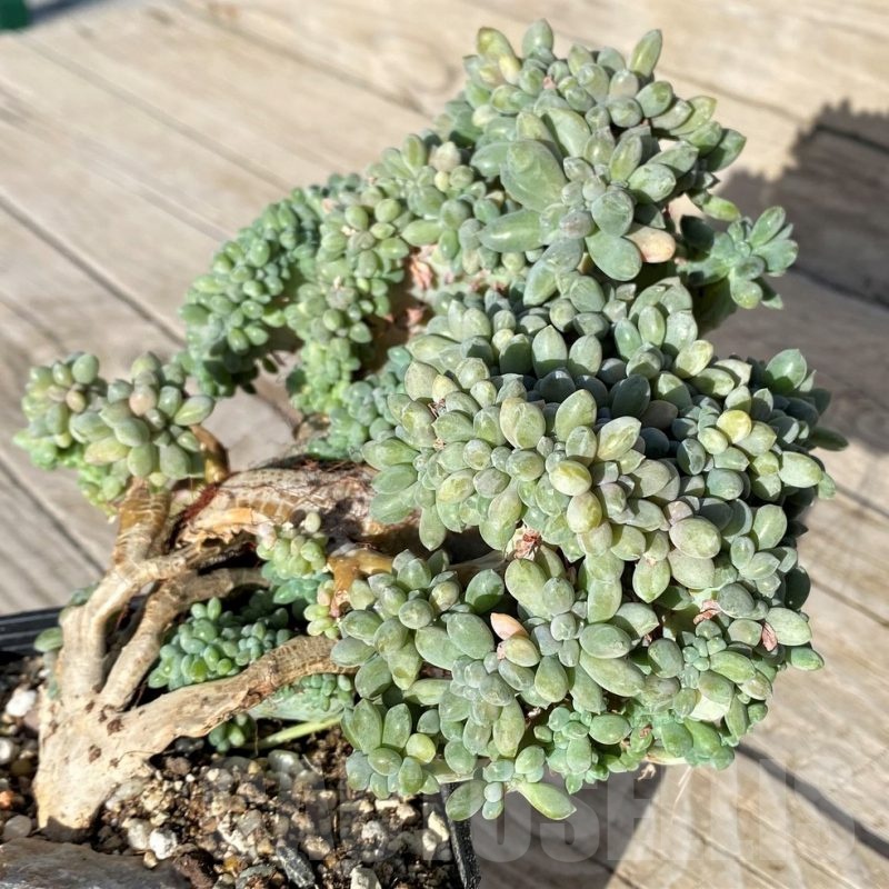 SH22900 Graptopetalum amethystinum f. cristata