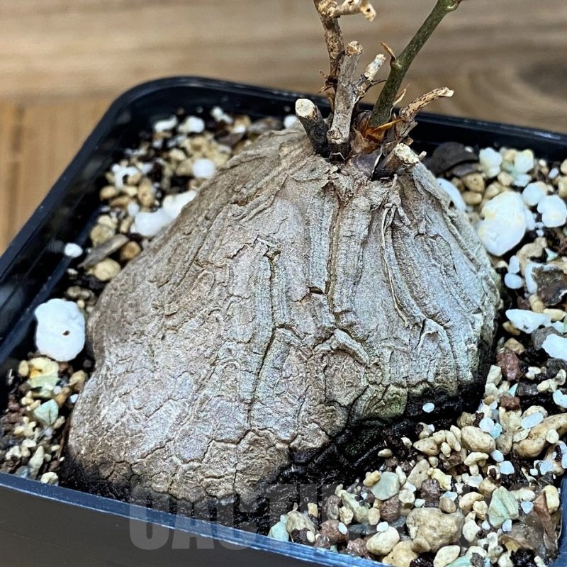SH22967 Dioscorea sylvatica