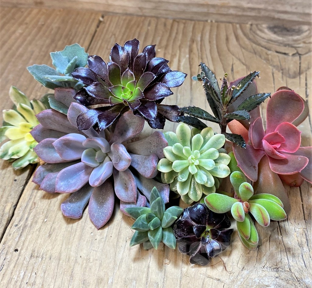 SH22970 Succulents mix, cuted