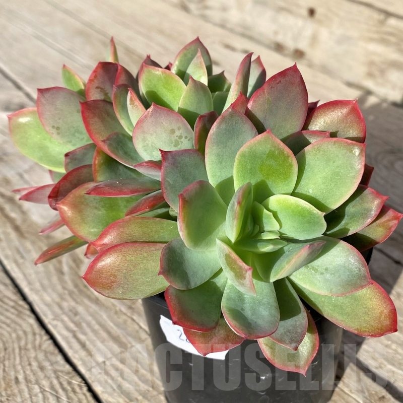 SH22907 Echeveria ‘Luella’