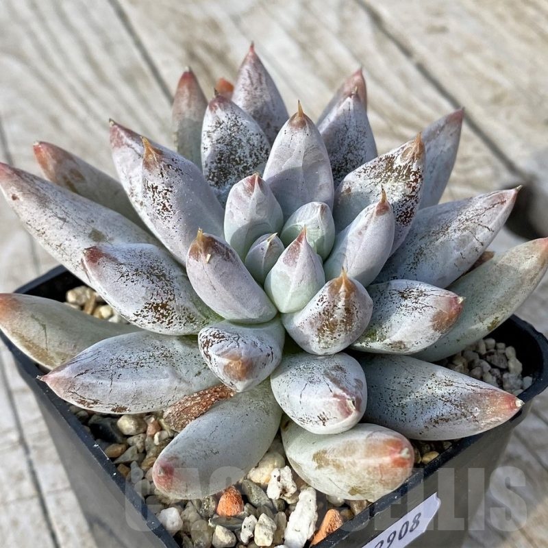 SH22908 Echeveria tolimanensis SC087