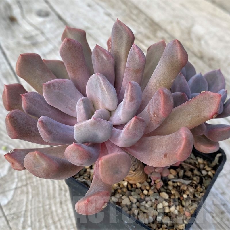 SH22909 Graptoveria 'Lilac spoons'