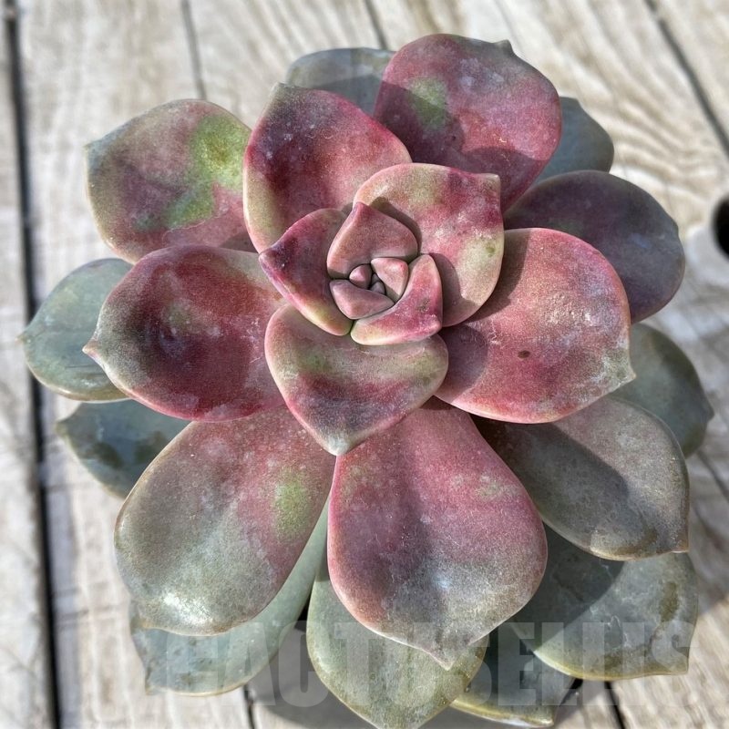 SH22910 Graptopetalum 'Purple Delight'