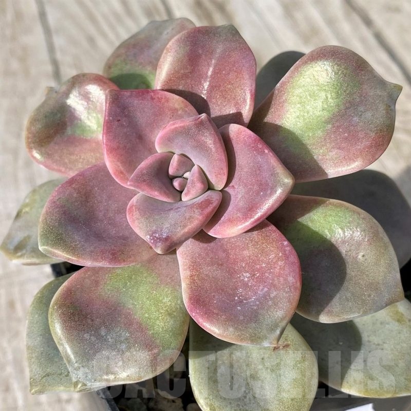 SH22911 Graptopetalum 'Purple Delight'
