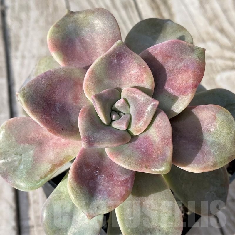 SH22912 Graptopetalum 'Purple Delight'