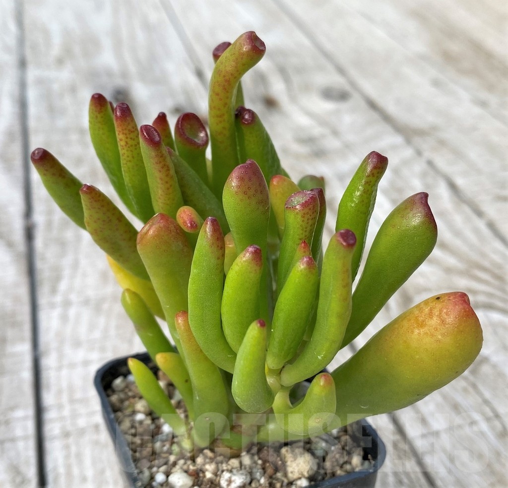 SH22913 Crassula ovata 'Hobbit' - Image 2
