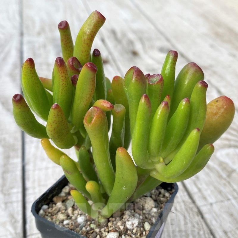 SH22913 Crassula ovata 'Hobbit'