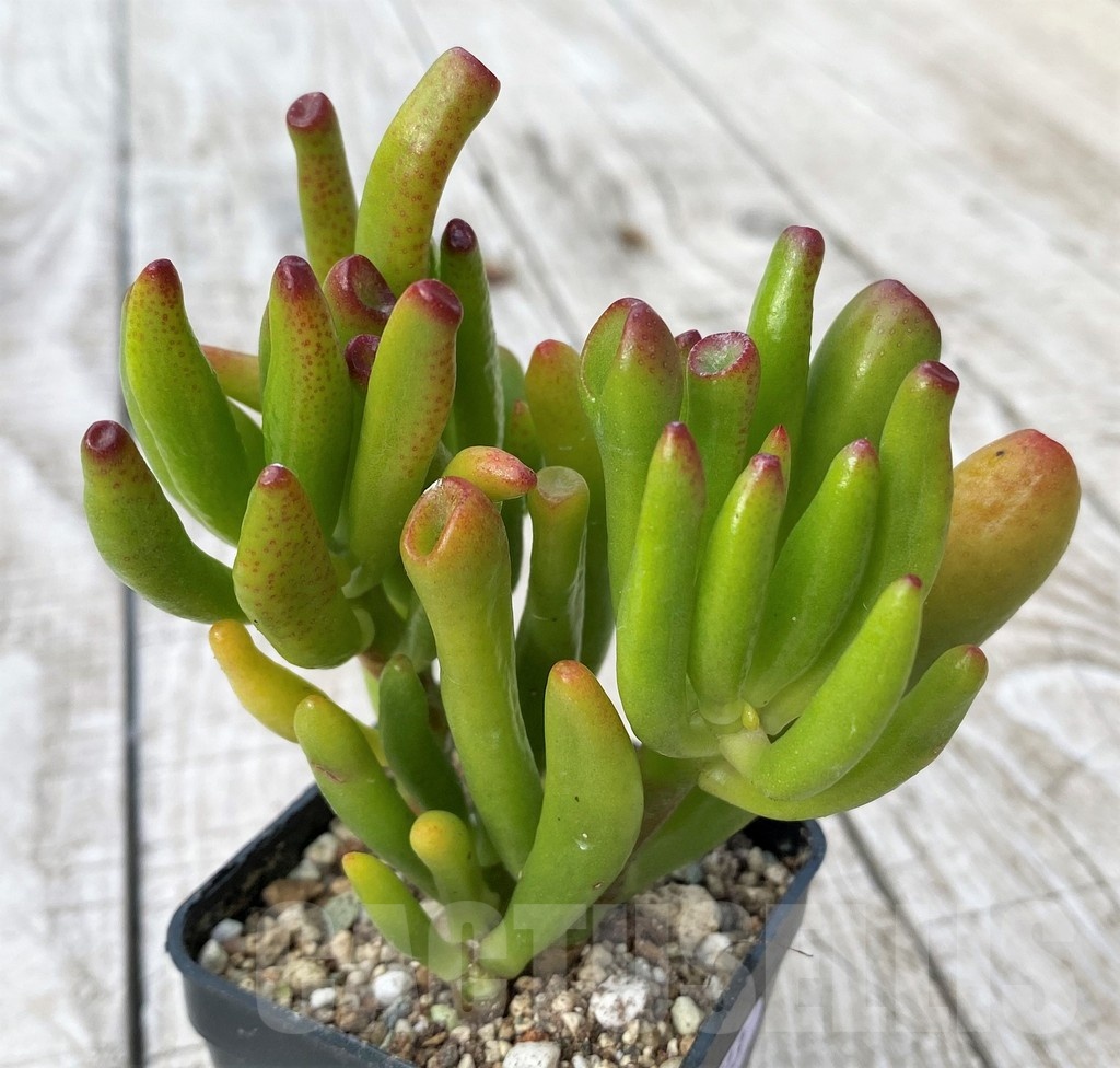 SH22913 Crassula ovata 'Hobbit'