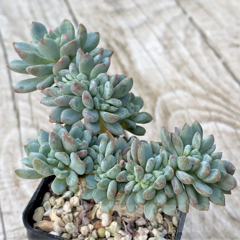SH22914 Echeveria hybrid f. cristata