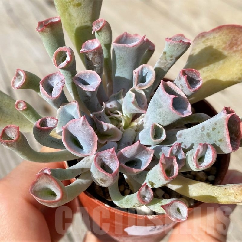 SH22915 Echeveria ‘Trumpet Pinky’