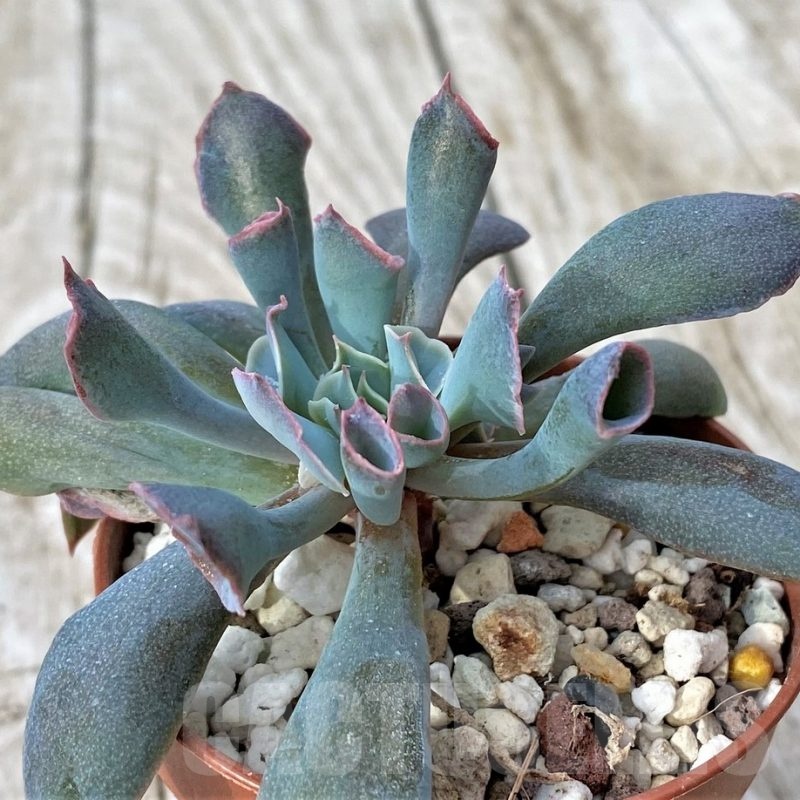 SH22916 Echeveria ‘Trumpet’