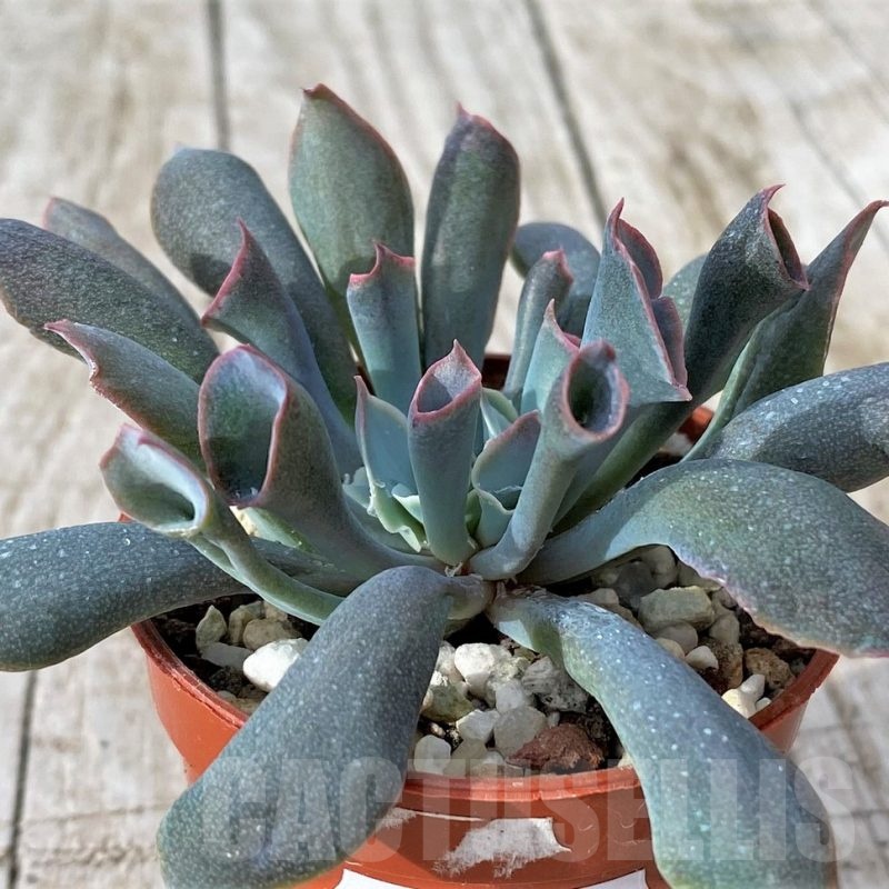 SH22917 Echeveria ‘Trumpet’