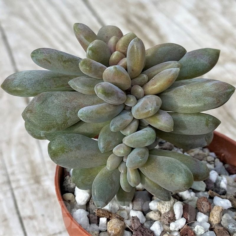 SH22918 Pachyveria ‘Clavifolia’ f. cristata