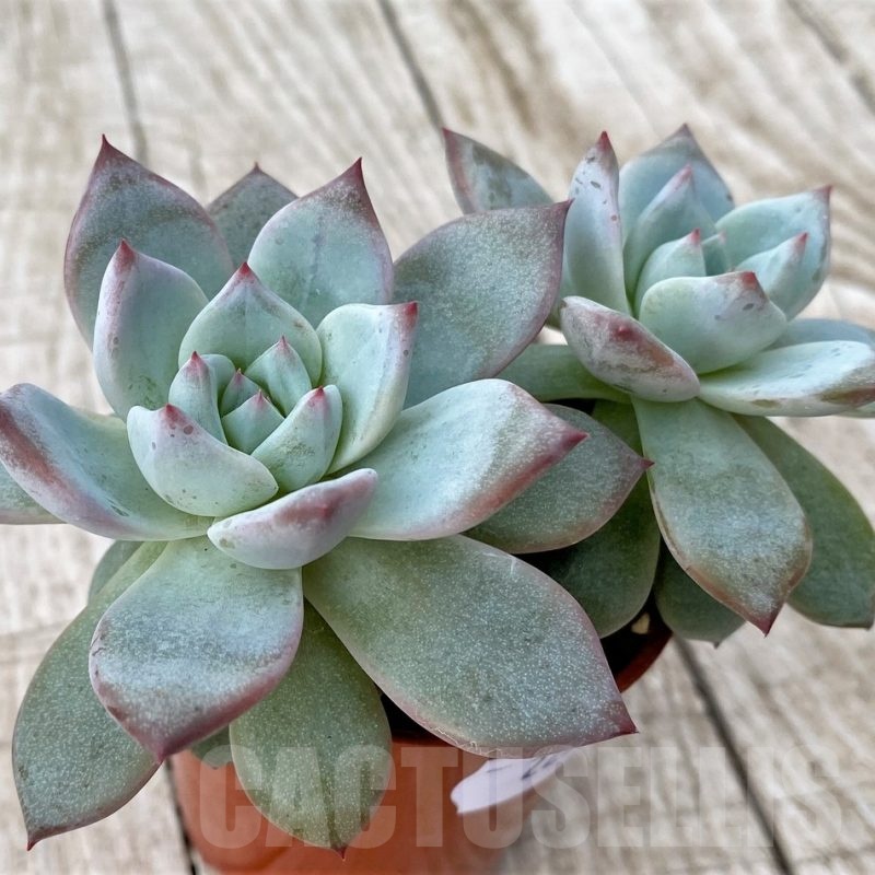 SH22919 Echeveria 'Blue Bird'