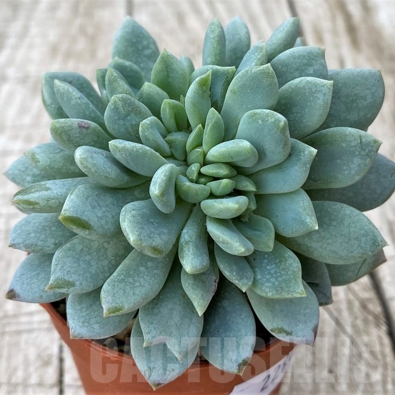 SH22920 Echeveria hybrid f. cristata