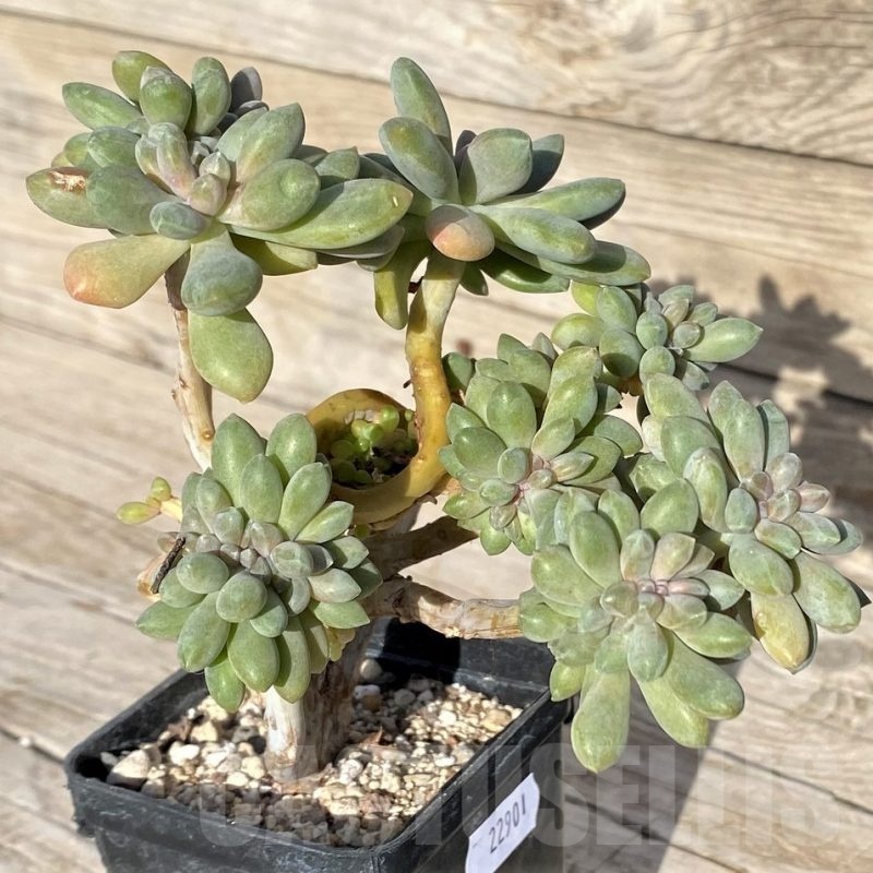 SH22901 Graptopetalum amethystinum f. cristata