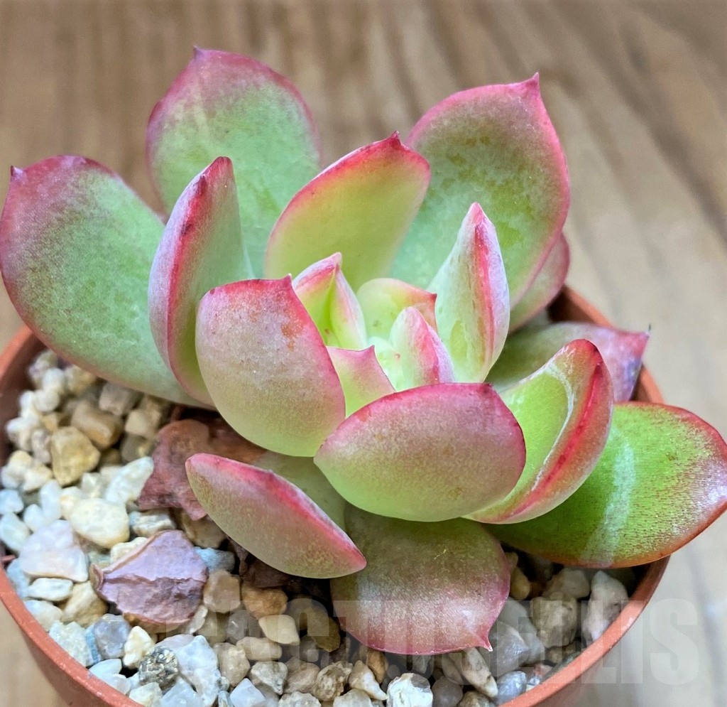 SH22925 Echeveria 'Luella'