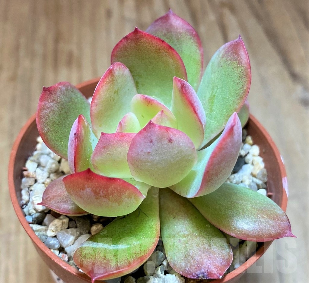 SH22925 Echeveria 'Luella' - Image 2
