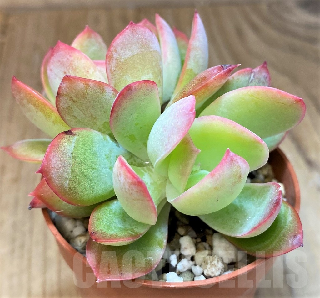 SH22927 Echeveria 'Luella'
