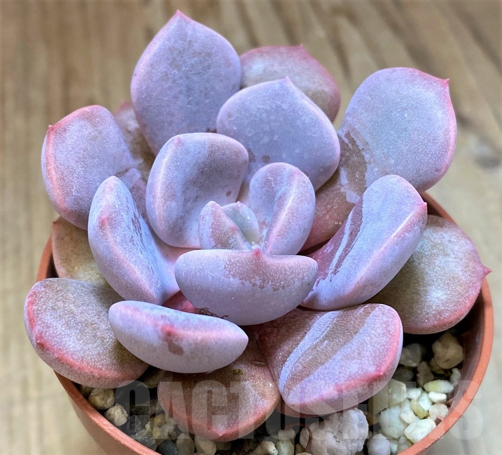SH22928 Echeveria hybrid